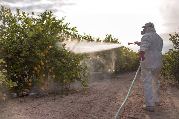 Best Wasp Removal Services  in Windsor, PA