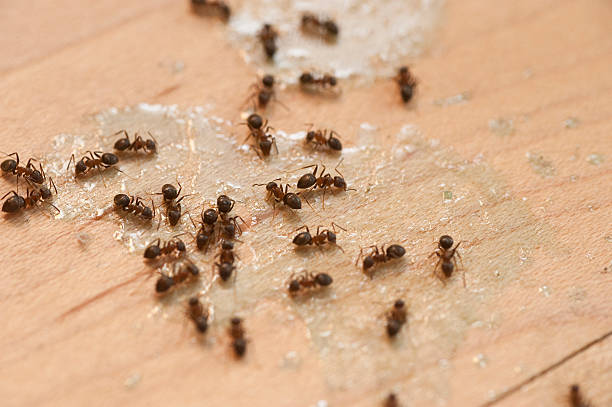 Best Pest Inspection Near Me  in Windsor, PA